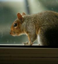 Squirrel Invasion Is Driving Me Nuts